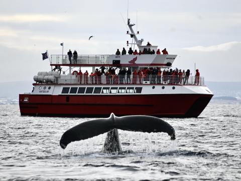 humpback whale hafsulan boat