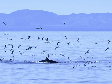minke whale in blue water with lots of birds and mountains in the background