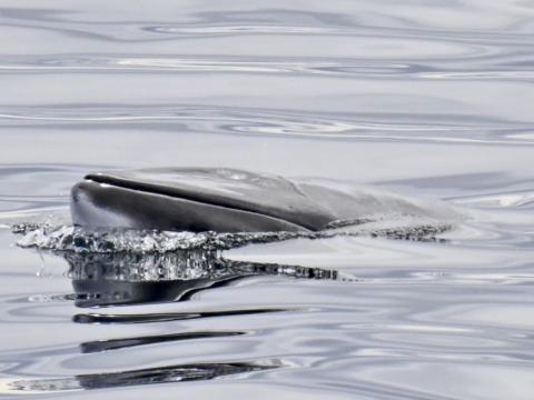 minke whale snout