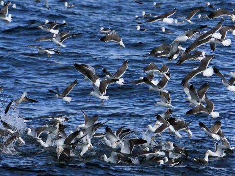 seabirds feasting