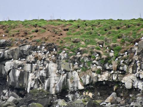 seabirds on a cliff