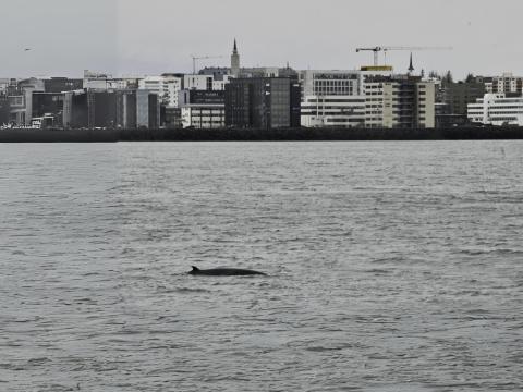 Minke whale close to land in Reykjavík.