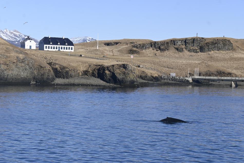 humpback whale in front of viðey