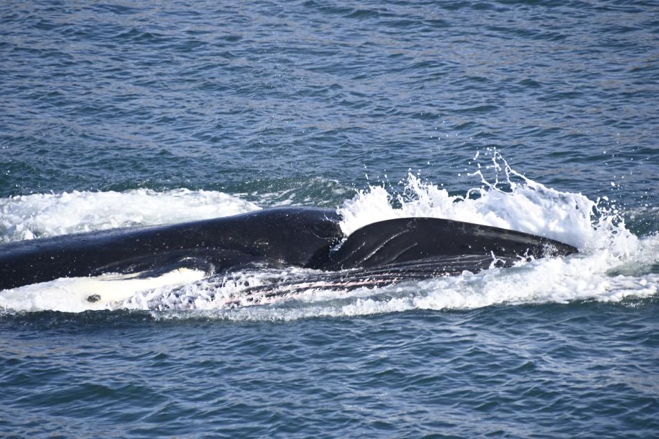 humpback whale rolling feeding