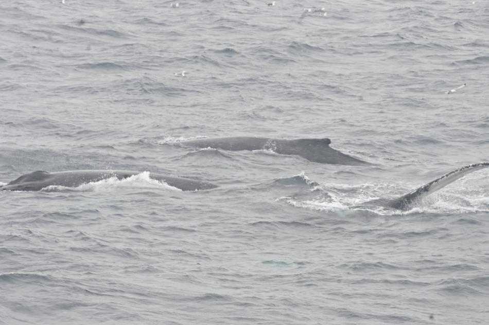 humpback whale trio