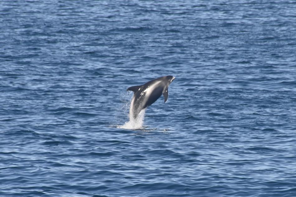 white beaked dolphin