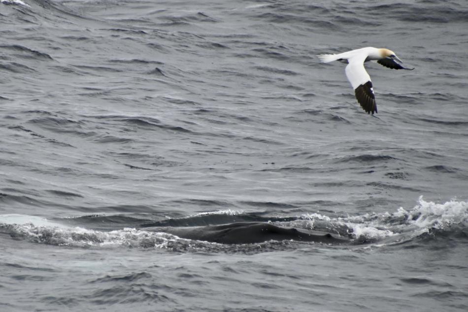 humpback whale and northern gannet
