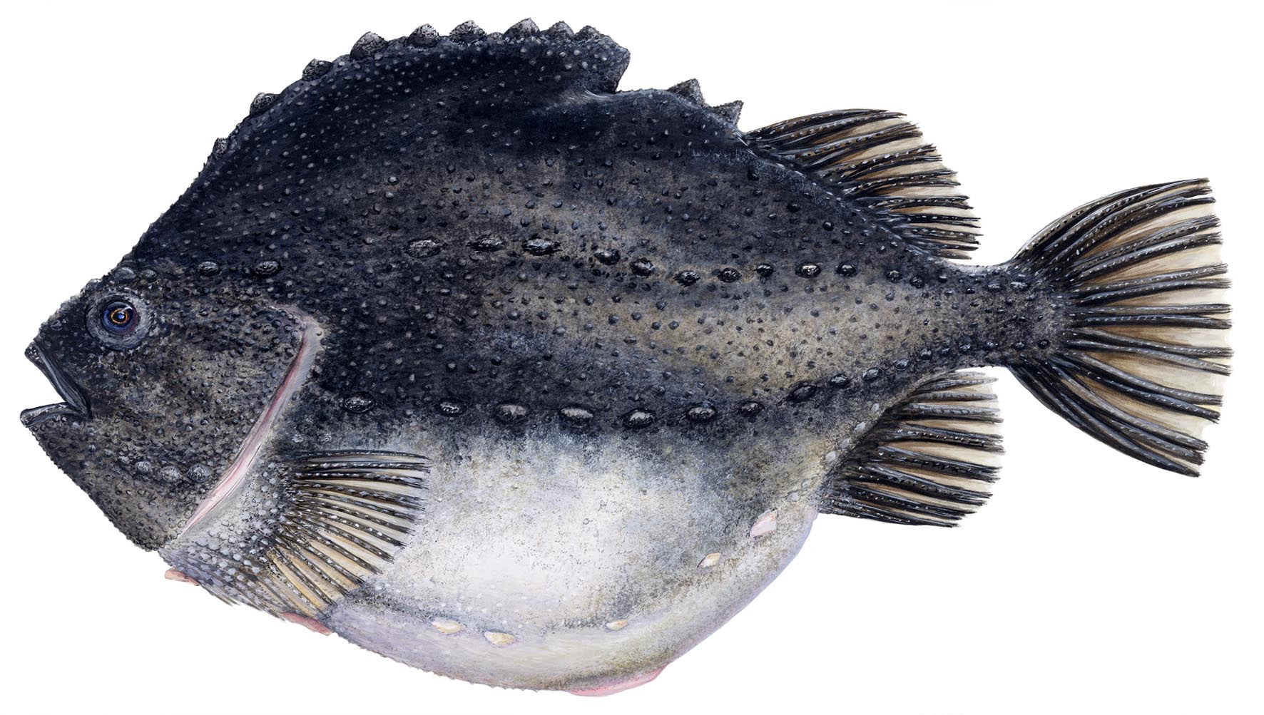 Lumpfish Lumpsucker Cyclopterus Lumpus Elding Adventure At Sea