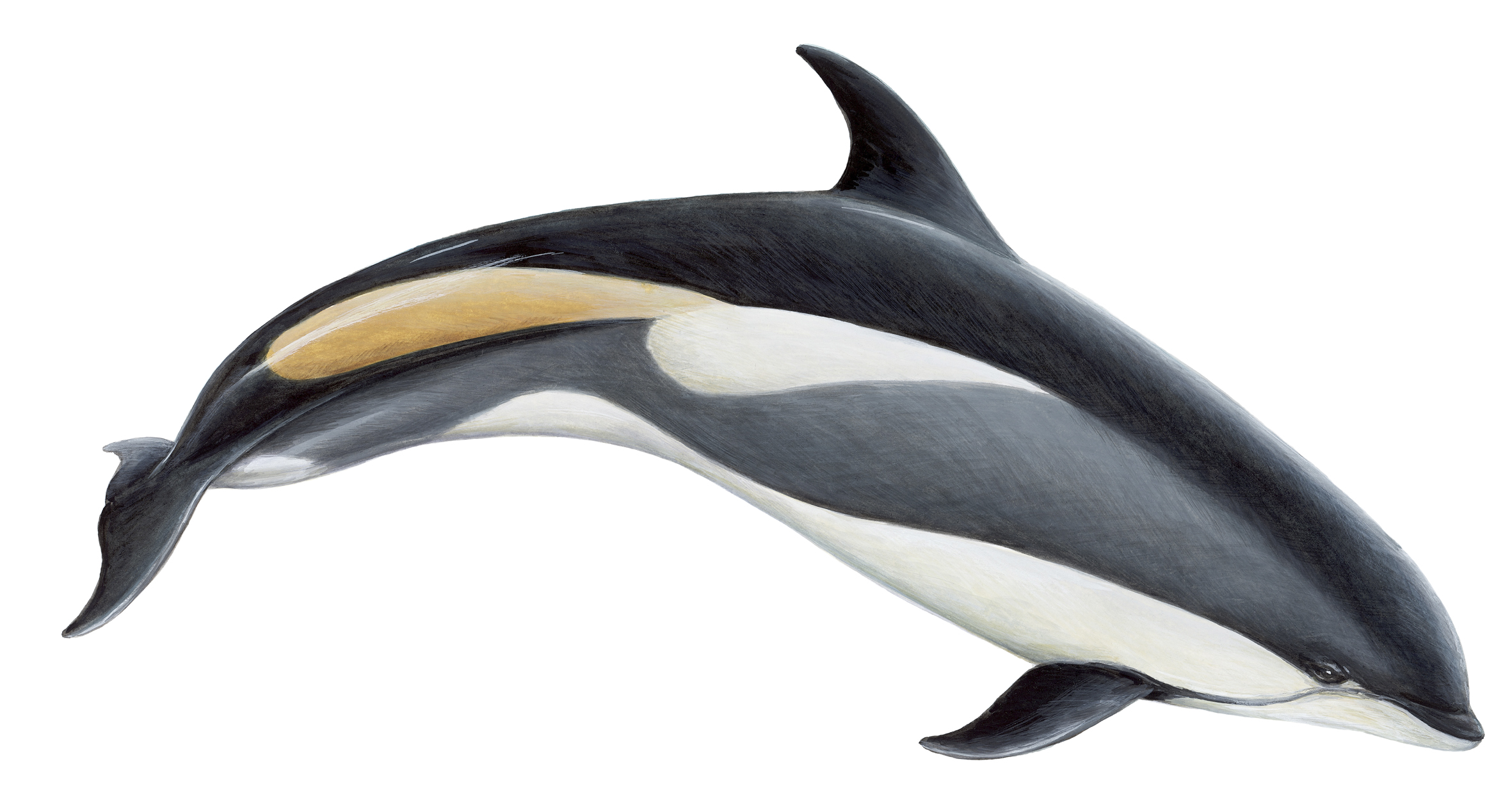White Beaked Dolphin White Beaked Dolphin