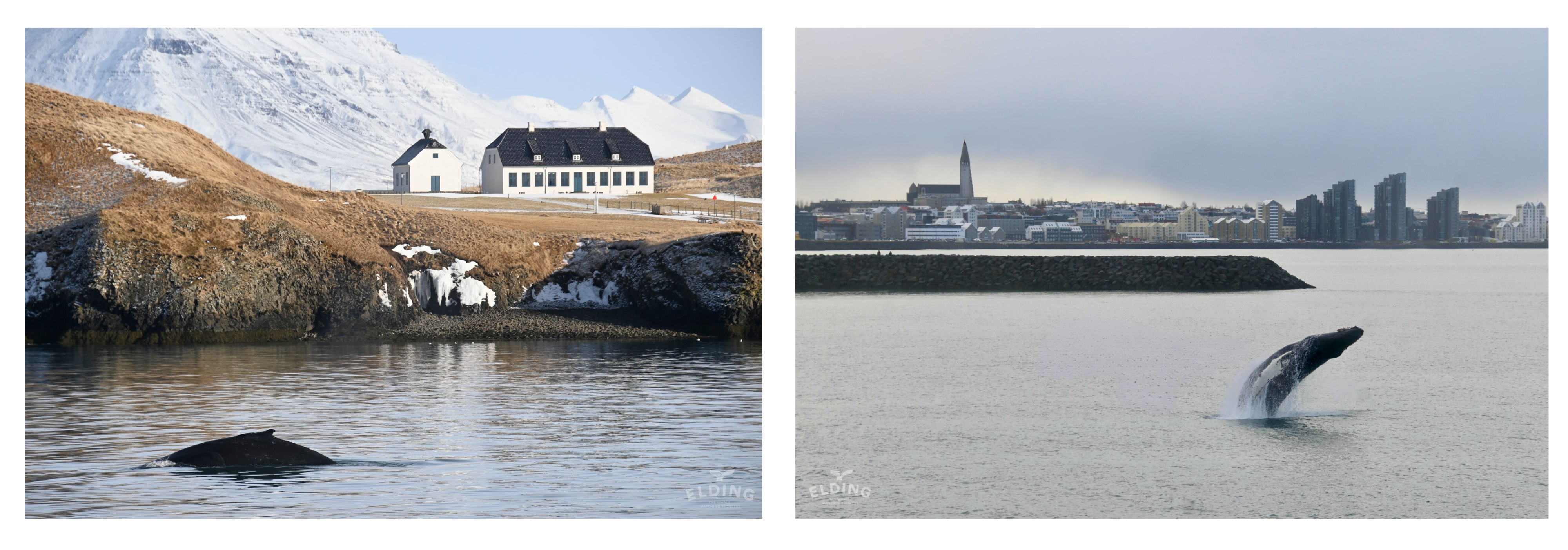 Elding winter whales