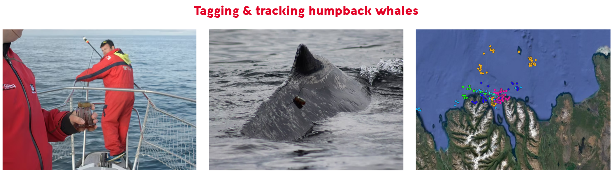 Jake and researchers tagging whales