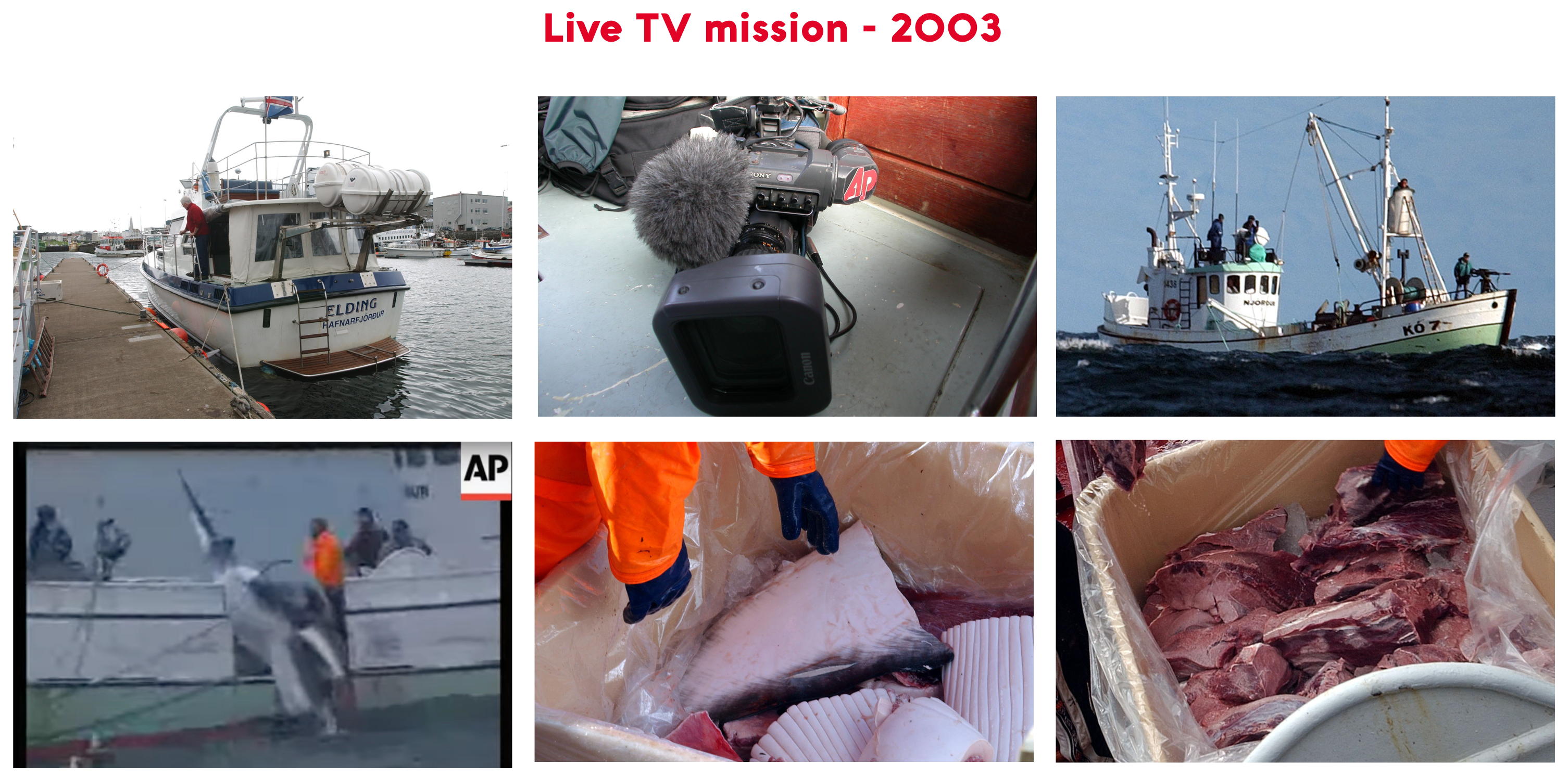 minke whale harpooned in Iceland