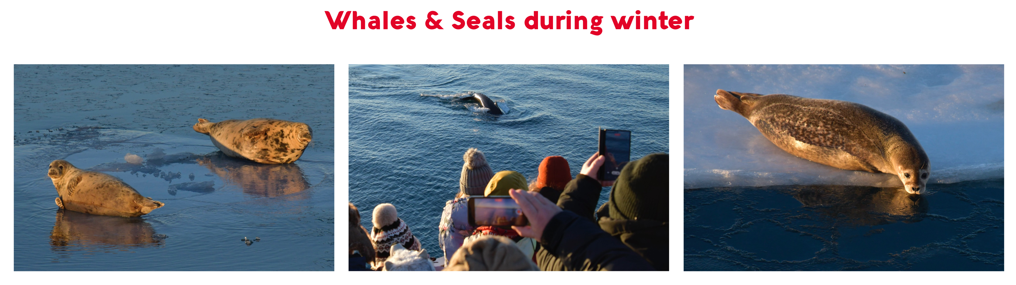 winter tours, humpbacks and seals