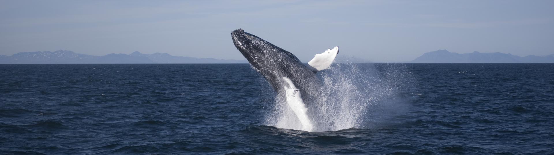 Beautiful breaching humpback whale, with blue sky and dark blue ocean.