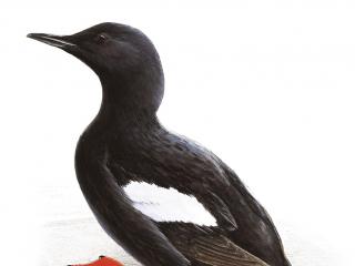 Black Guillemot