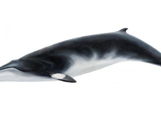 minke whale illustration