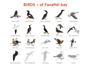 birds of faxaflói bay illustration