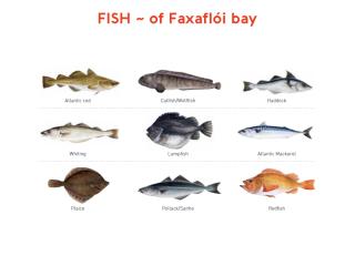 fish of faxaflói bay illustration