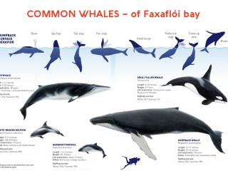whales of faxaflói bay