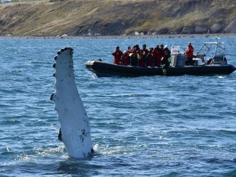 Humpback whale holding pectoral fin out of water in the foreground, full RIB boat in the background spectating whale.