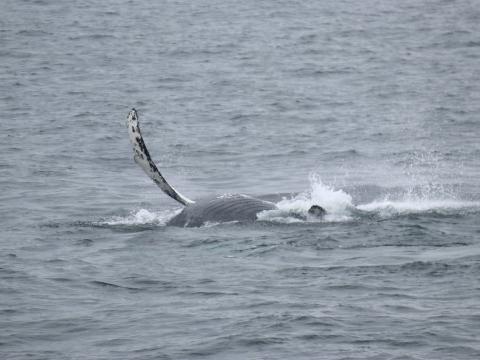 Humpback whale rolling