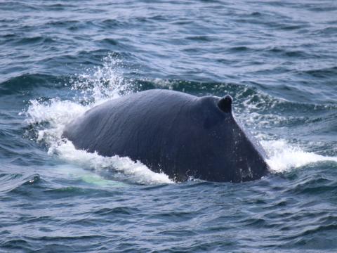 humpback whale back close up