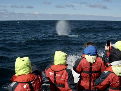 RIB passengers watch whale blow at sea