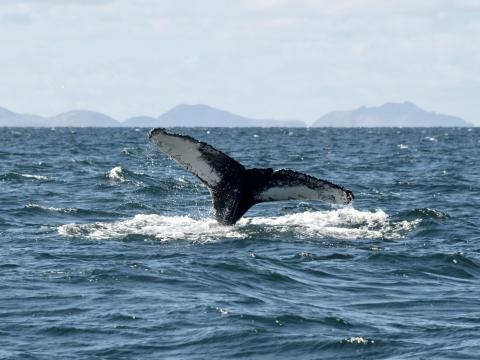 Humpback whale tattoo going in for a dive