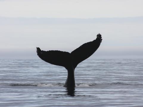whale fluke