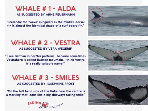 Name a whale contest winners announced.