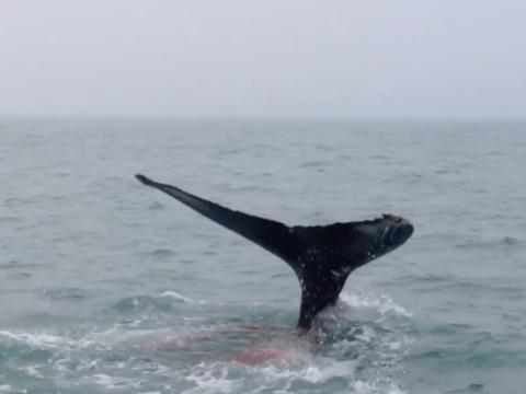 Whale poops in front of boat