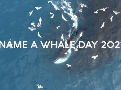 Whale feeds among birds - photo for name a whale day 2021.