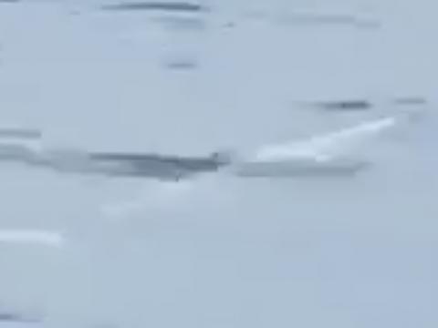 Beluga whale under surface in harbour.