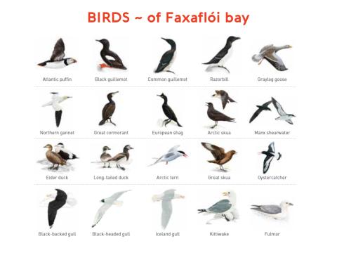 birds of faxaflói bay illustration
