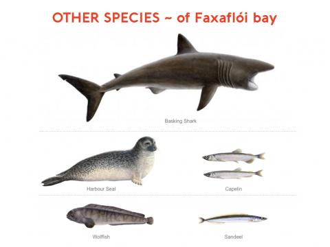 other species of faxaflói bay illustration
