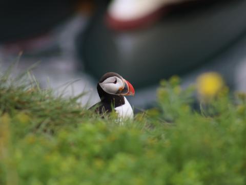 Puffin sitting on a hill