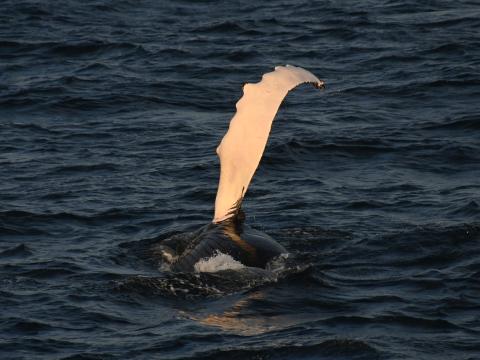 humpback whale flipper
