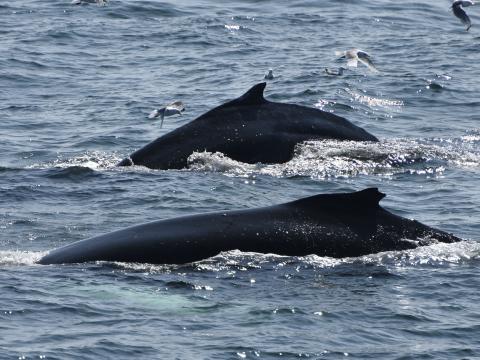 two humpback whales