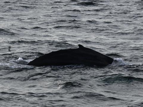 humpback whale back