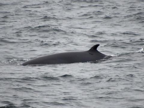 minke whale surfacing