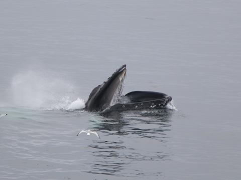 humpback whale lunge feeds on the surface