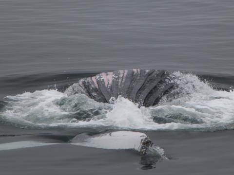 humpback belly rolling on the surface