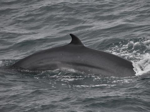 minke whale dorsal fin in icelandic waters