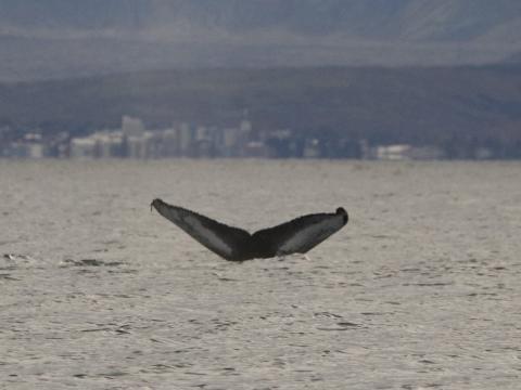 humpback whale safari iceland reykjavik