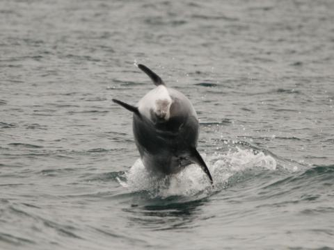 jumping dolphin iceland reykjavik