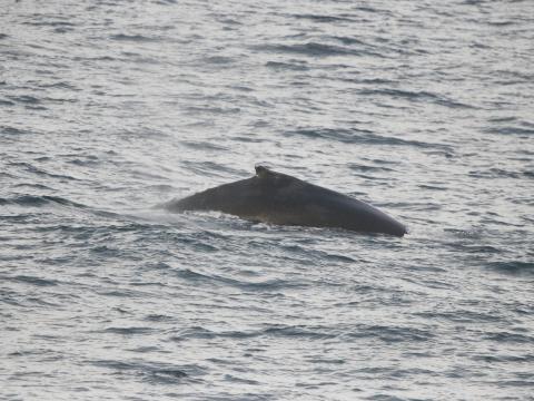 humpback whale back fin