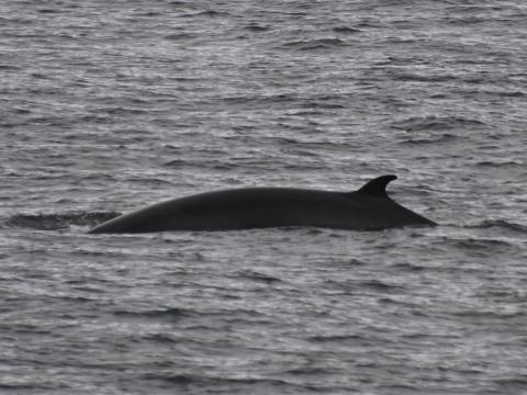 minke whale in faxafloi bay