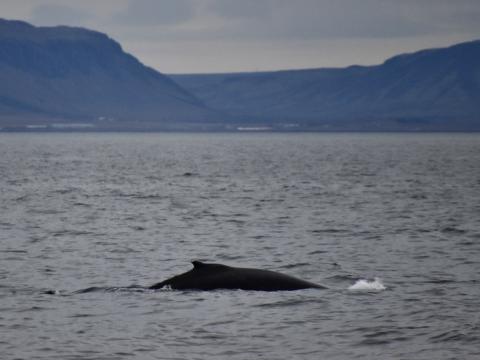 humpback whale in Faxaflói bay in front of Esja