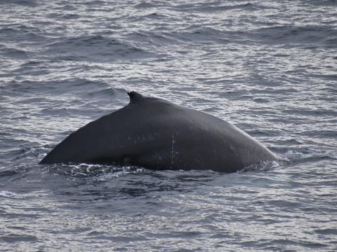 humpback whale in reykjavik