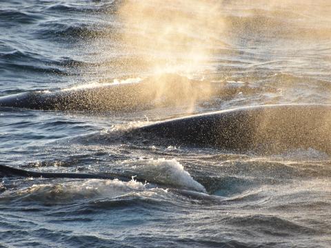 trio humpback whales surfacing together